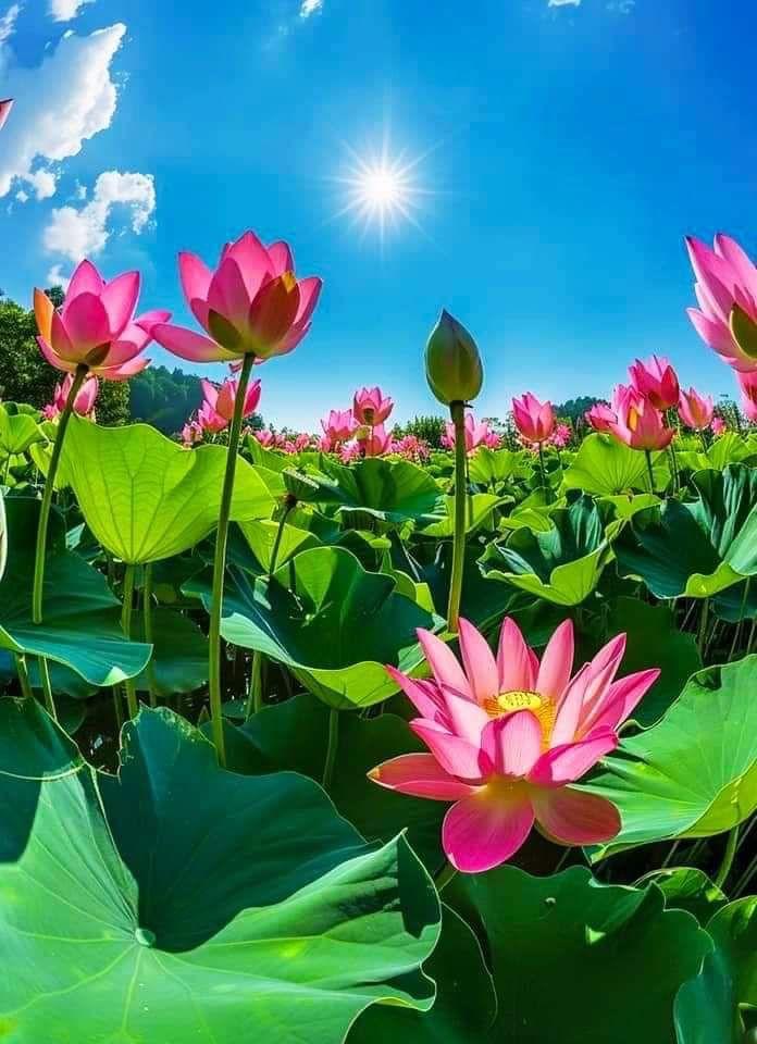 BUỒN CHI NHỮNG THỊ PHI CUỘC ĐỜI 